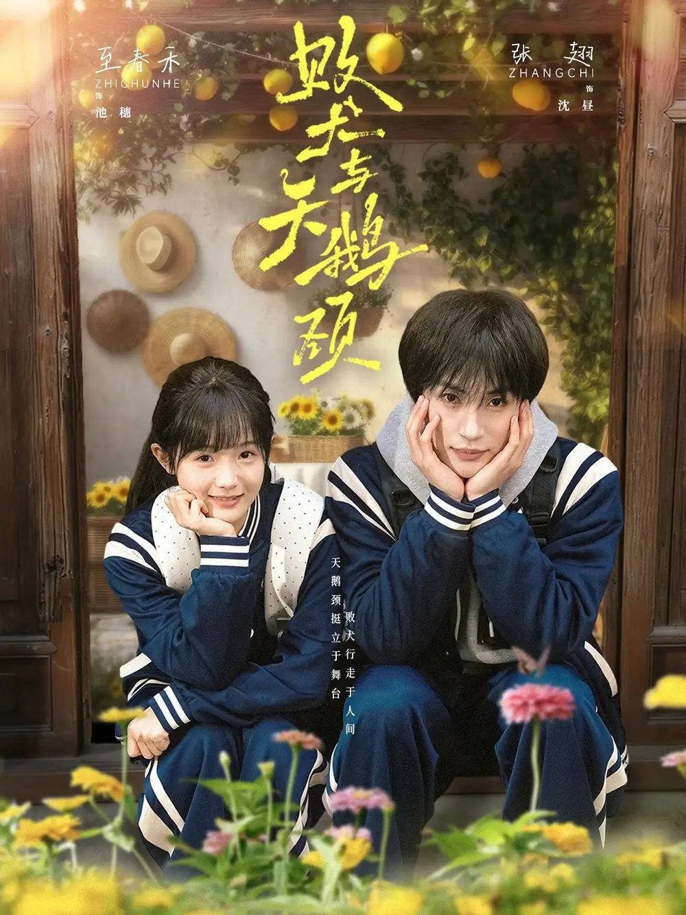 败犬与天鹅颈（71集）张翅＆至春禾