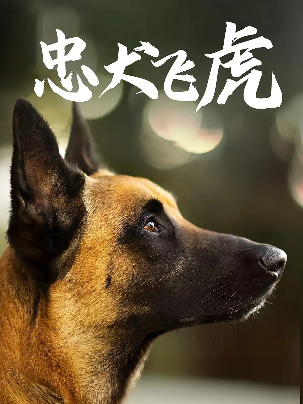 35663-忠犬飞虎（33集）吴桂洲&谭镁纶